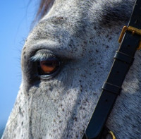  Herpesviróza koní – základní informace o nákaze a možné prevenci